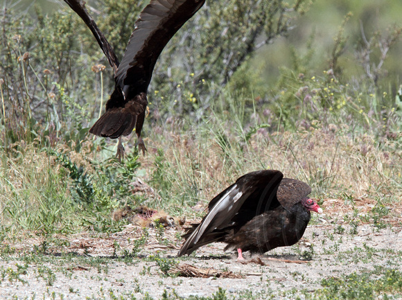 One vulture flying in to scare off another from the carcass