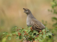 female quail disturbed by something under the saskatoon bush