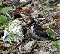 American Three-toed Woodpecker eating out of a skull