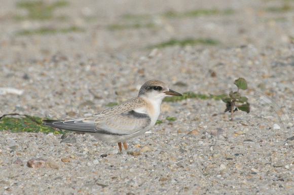 juvenile Least Tern