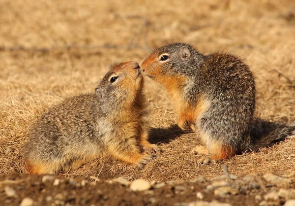 Columbian Ground Squirrel pair