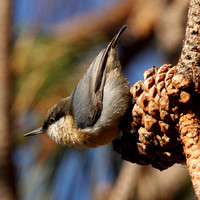 Pygmy Nuthatch on a Ponderosa Pine cone