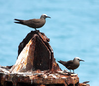 Brown Noddy, another nester on Bush Key