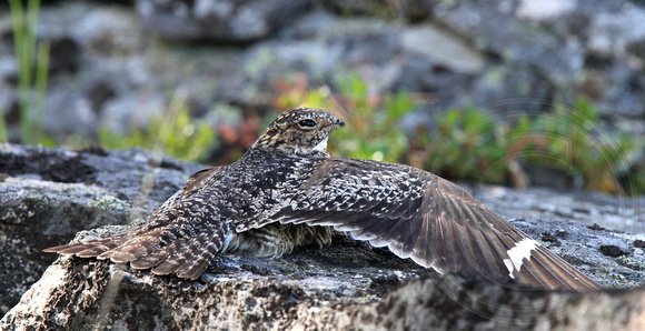 2014 - Common Nighthawk near nest