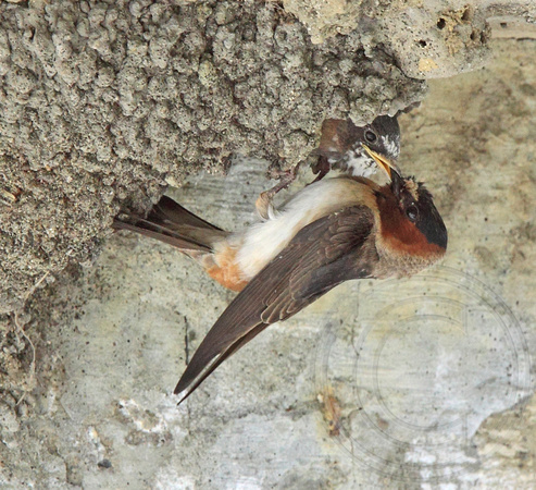 Cliff Swallow feeding young