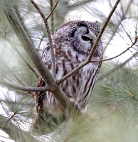 Boreal Owl in SW Ontario