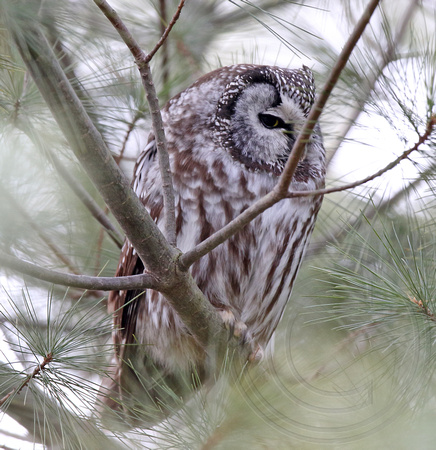 Boreal Owl in SW Ontario