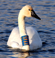 Collared Tundra Swan - has been returning to Penticton since 2011