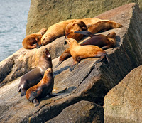 Sea Lions hauled out
