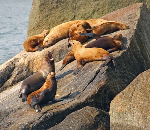 Sea Lions hauled out