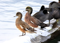 male and female American Wigeon