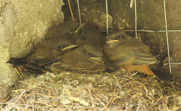 Say's Phoebe nestlings, lots of mouths to feed