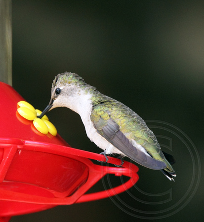 female Black-chinned Hummingbird