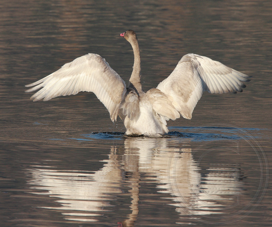 young Tundra Swan flapping its wings
