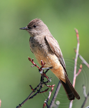 Say's Phoebe with the butterscotch belly
