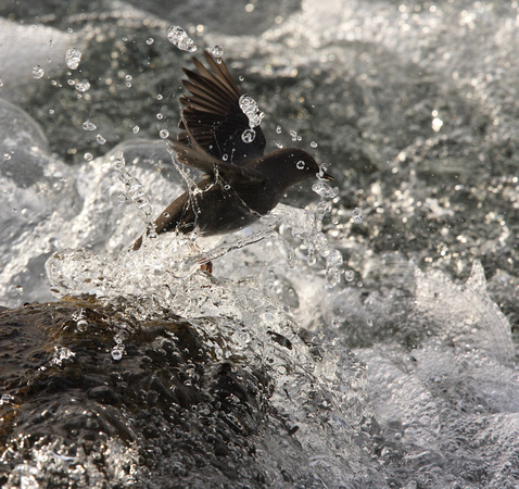 another jump, this bird repeated its clamber up onto the rock and into the surf numerous times