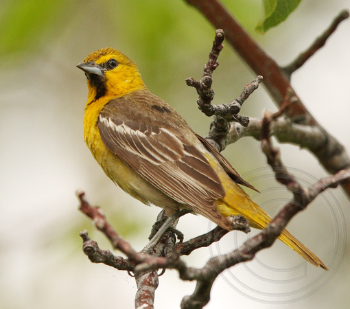 Bullock's Oriole- first year male