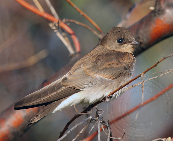 juvenile Northern Rough-winged Swallow