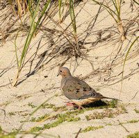 Mourning Dove on the beach