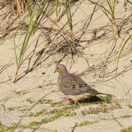 Mourning Dove on the beach