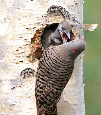 Northern Flicker nest with parent showing intermediate traits of red and yellow shafted race