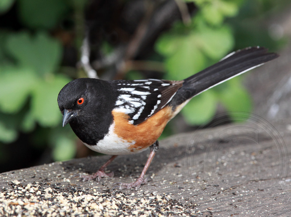 Spotted Towhee eating seed
