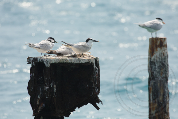 Sandwich Terns using old pilings to rest