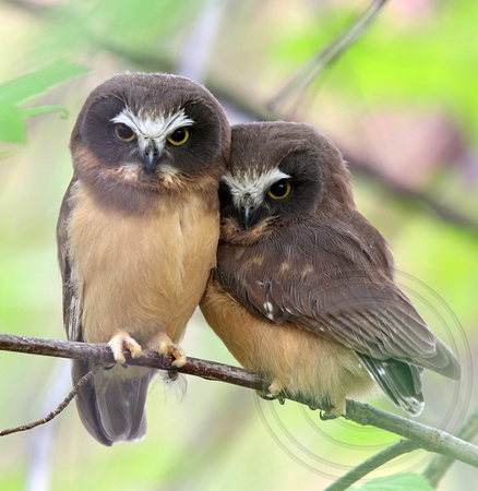 snuggling Saw-whet Owls - juveniles