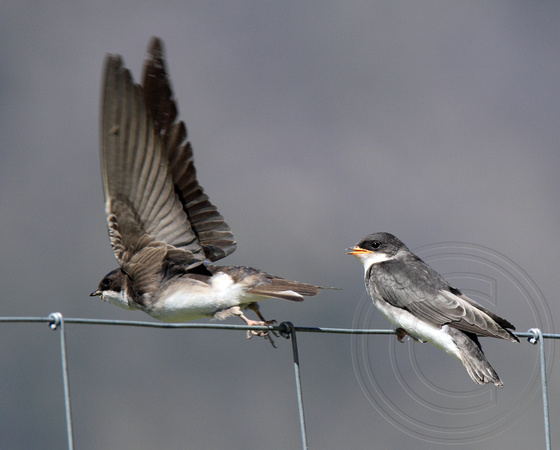 female adult Tree Swallow after just feeding newly fledged young