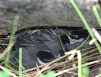 Mountain Chickadee nestlings
