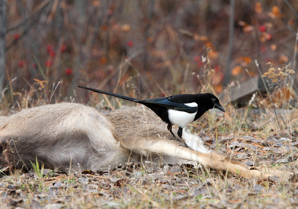 Magpie inspecting a mule deer carcass