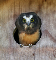 young Northern Saw-whet Owl ready to fledge