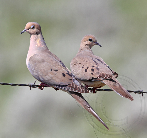 Mourning Dove pair (couple of young and parent?