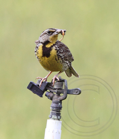 Western Meadowlark carrying food for young