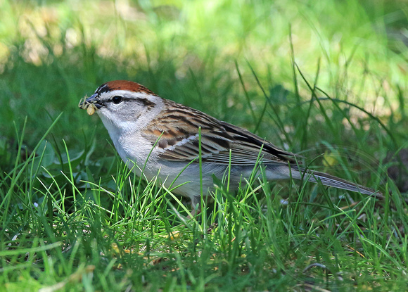Chipping Sparrow with a spider