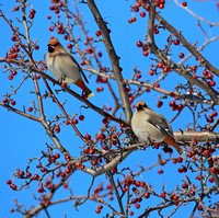 Bohemian Waxwings with late winter berries