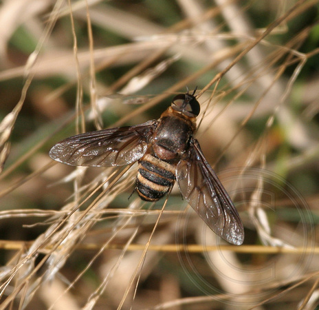 Bee Fly