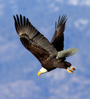 Bald Eagle in attack mode