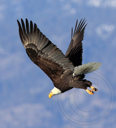 Bald Eagle in attack mode