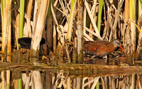 Virginia Rail and chick