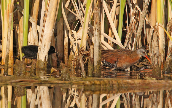 Virginia Rail and chick