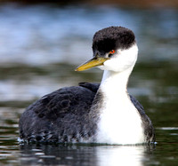 other Grebes