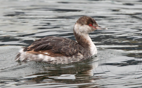 First fall Horned Grebe