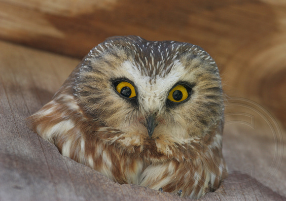 Northern Saw-whet Owl in nest box