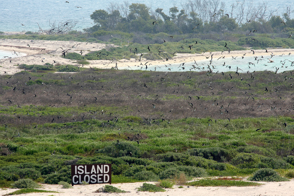 50,000 - 70,000 Sooty Terns nest here on this sandbar