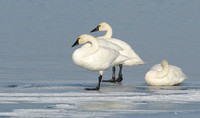 Tundra Swans on Lake Okanagan ice