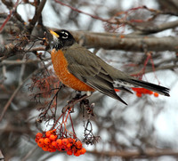 Robin in winter with Mountain Ash berries