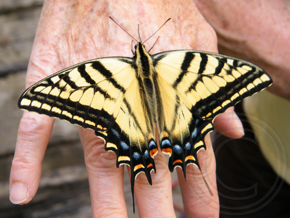 2 tailed Swallowtail