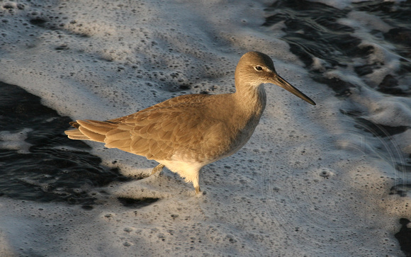 Willet in the surf