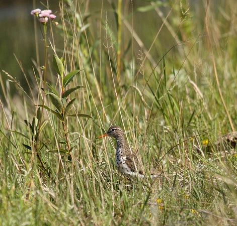 Spotted Sandpiper hiding in tall grass